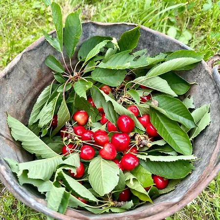 Nadteto Napsugar - 